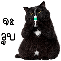 แมวดำปานขาว ตัวตึง