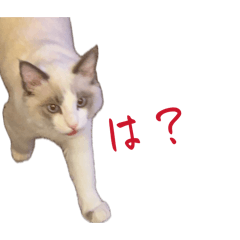 eringi_20260422112058