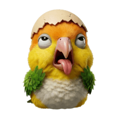 凱克鸚鵡 萬用表情篇