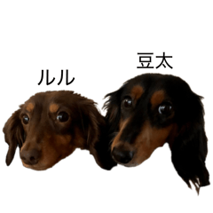 nonPanda_20260421232355