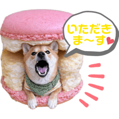 kinako_20260421233934