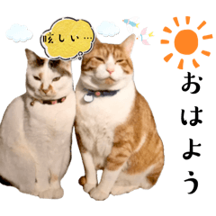 chocoholic_20260421173004