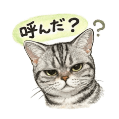 cocoa_20260421223037