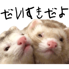 フェレットのいる生活〜ひなしお〜