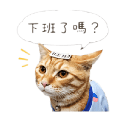 阿貓旺財 下班了沒