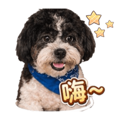 熊施寶貝 諾布兄弟