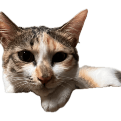 餓呢誒你誒你誒