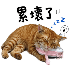 阿貓 旺財 累壞了