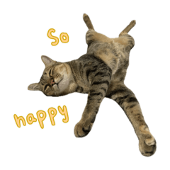 SunnyPaws_20260421143220