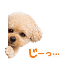 Sunny Useful Daily Stickers 2