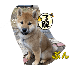 rohiRohi_20260421230300