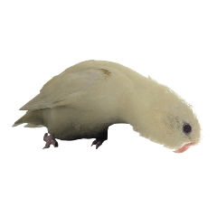 chacha_20260422083046