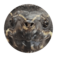 kameo_20260422073331