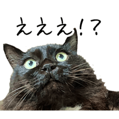 18sirokuma_20260422123641