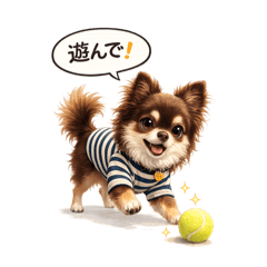 Chihuahua Yuuta