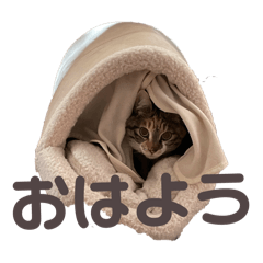 annninn_20260422124711