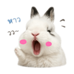 LunaBunny