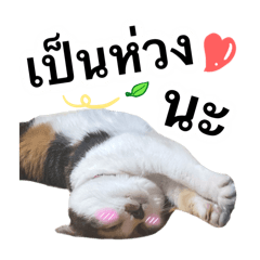 Fluffy Cute calico cat