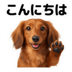 Dachshund (Long-haired Red)