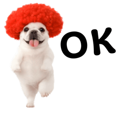 踊る！アフロのフレブル