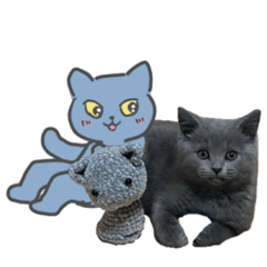 輕鬆發送！小貓洛基的提問貼圖（日文）