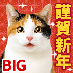 Cat Photos, BIG New Year Sticker 2026.