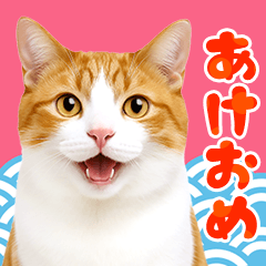 Cute Cat Photos, BIG Sticker 2026.