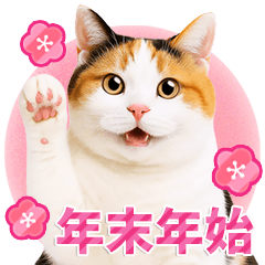 Cute Cat Photos, New Year Sticker 2026.