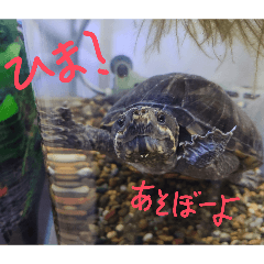 kameo_20260422074158