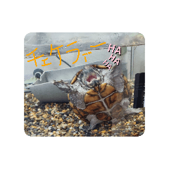 kameo_20260422075206