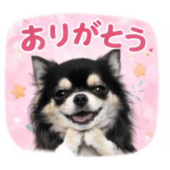 ika_4