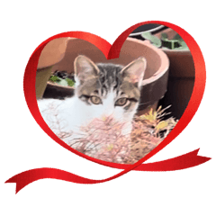 Cat's Great Adventure and Everyday Life