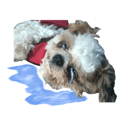 Chanom kaimook 2021_20260421195520