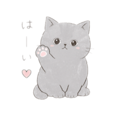 Soft British Shorthair Daily Stickers