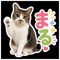 Maru, the tabby cat