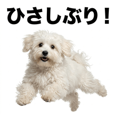 Coton de Tulear 問候貼圖 - AG