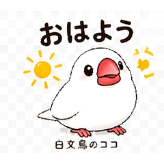 Coco the White Java Sparrow