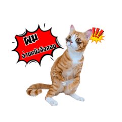 Lady Jazz_20260421212847