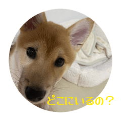 Kohaku_20260422121203