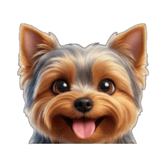 約克夏給你一個眼神大臉搞怪...