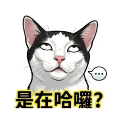 黑豆：本喵就是這麼有戲