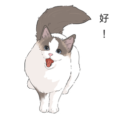 貓日常-布偶貓篇