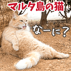 Malta Cats - Everyday Stickers