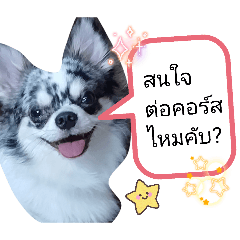 Oreo the dog_20260421230817