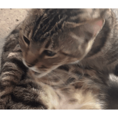 meaowtiger_20260421231836