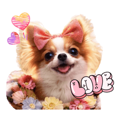 ChihuahuaMiszu&MissZ