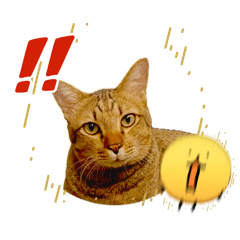 Beebow_2026042200040