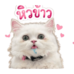 PloyMon:p_20260422001724