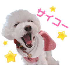 Angel the toy poodle2