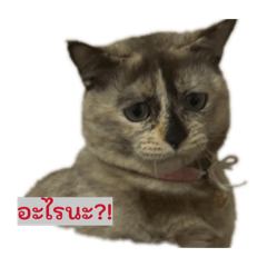 fayyyyyyyyy_20260422000739